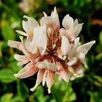 Trifolium pallescens Flower