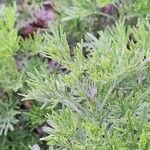 Artemisia abrotanum Leaf
