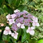 Hydrangea serrata Кветка