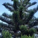 Araucaria heterophyllaHoja