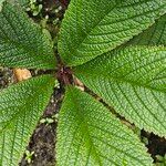 Rodgersia aesculifolia Frunză