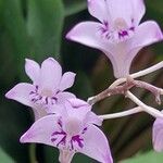Dendrobium kingianum Blomma