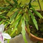 Pseuderanthemum longifolium Hoja