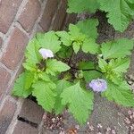 Nicandra physalodes Flor