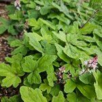 Tiarella cordifolia 整株植物