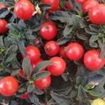Solanum pseudocapsicum Frucht