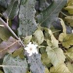 Araujia sericifera Blomst