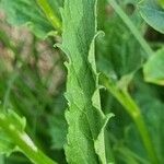 Phyteuma ovatum 葉