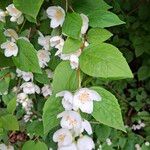 Philadelphus pubescensŽiedas