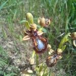 Ophrys speculum ফুল