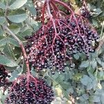 Sambucus nigra Fruit