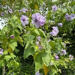 Corynabutilon vitifolium 花