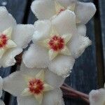 Hoya carnosa Blüte