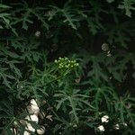 Cnidoscolus aconitifolius Frucht