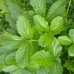 Potentilla indica পাতা