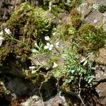 Cardamine resedifolia Buveinė