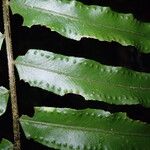 Nephrolepis biserrata Blatt