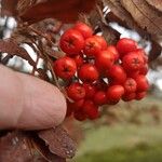 Sorbus aucupariaFrukto