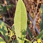 Boscia mossambicensis Blad