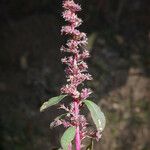 Amaranthus torreyi Blomst