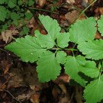 Cardamine chelidonia 葉