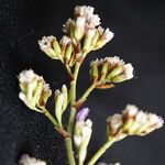 Limonium girardianum Flower