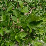 Salix glabra Leaf