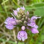 Dactylorhiza fuchsii 花