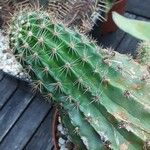 Echinocereus coccineus Leaf