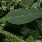 Atriplex glabriuscula Folla