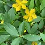 Hypericum monogynum Frunză