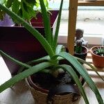 Aloe vera 葉