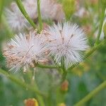 Senecio doria Fruto