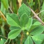 Medicago rigidula ഇല