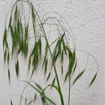 Bromus tectorum Kvet