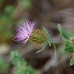 Centaurea pectinataFlower