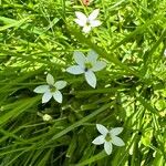 Lobelia pedunculata