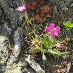 Dianthus glacialis Λουλούδι
