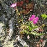 Dianthus glacialis Çiçek