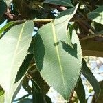 Ouratea castaneifolia Folha
