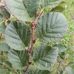 Alnus alnobetula Liść