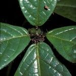 Cordia nodosa Fruit