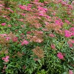 Spiraea japonica Hábito