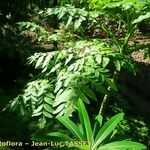 Daucus decipiens Kita