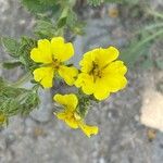 Potentilla hirta Flower