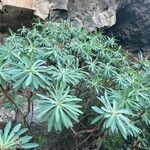 Euphorbia atropurpurea ഇല