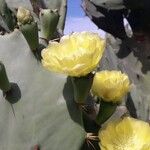 Opuntia stricta Flower