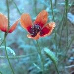 Papaver argemone Kvet