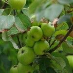 Malus sylvestris Fruit