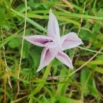 Ipomoea mombassana Flower